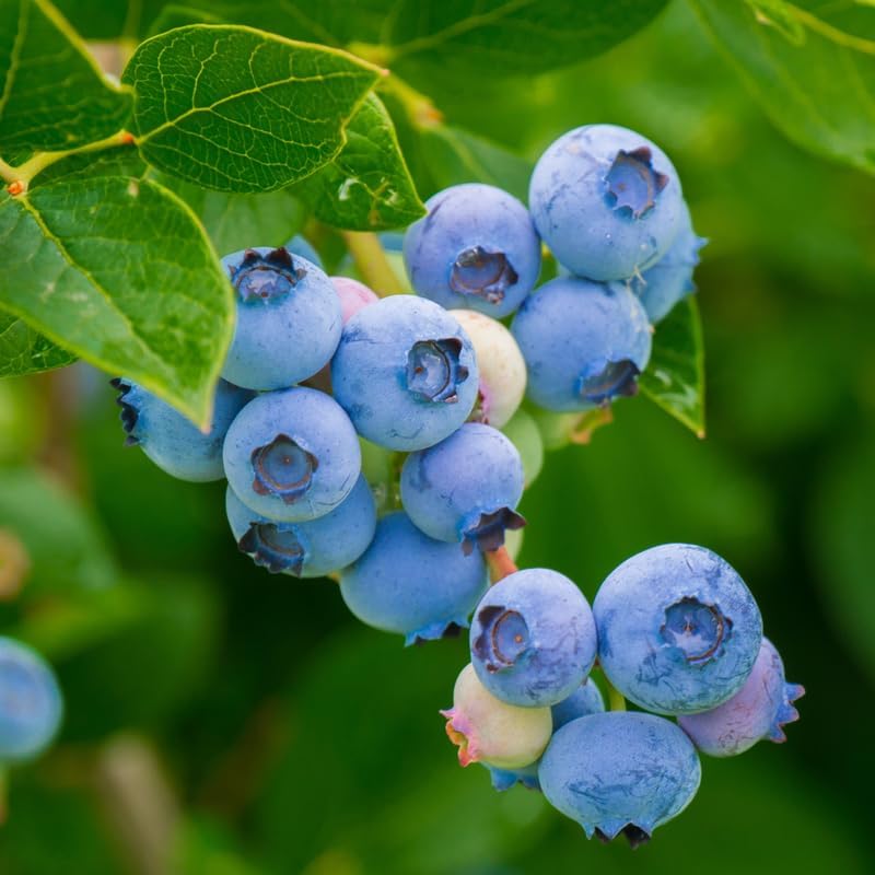 Highbush Blueberry Live Plant, Perennial Berry Bush, 5-10 Inch Tall - Image 4