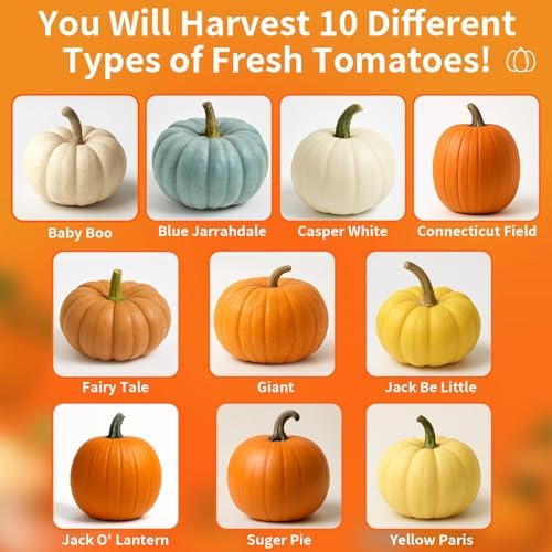 Mix Pumpkin Seeds for Planting 10 Variety, 100 Heirloom Vegetable Seeds - Image 6