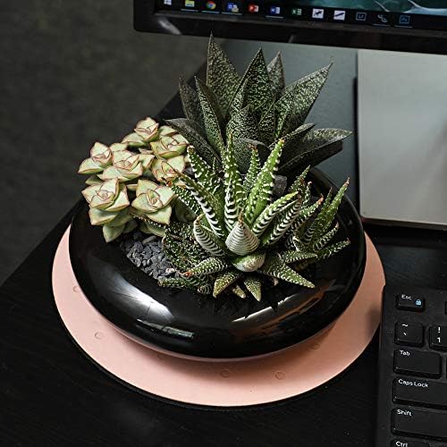 Altman Plants, Assorted Succulents Plants Live Houseplants (12PK), Succulent Plants Home Office Plants Live Indoor Plants, Live Plants Indoor House Plants, Easy Care Plants, Desk Plants Kitchen Plants - Image 3