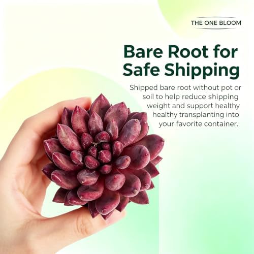 Echeveria 'Cherry' Live Succulent Plant 2-2.5", Bare Root Succulent, No Pot or Soil, Compact Rosette Indoor Plant for Decorative Planters, Home Decor & Succulent Collections - Image 5
