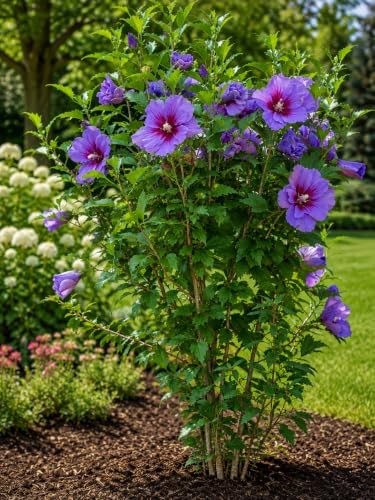 2 Purple Rose of Sharon Shrubs 12-24" Tall Live Plants, 3.5in Pot (2 Pack) by Unknown