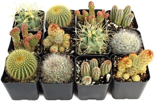 Mountain Crest Gardens Cactus Variety Pack - 12 Live Plants in Unique Shapes, Rooted in 2 Inch Pots - Real Indoor/Outdoor Cacti for Home Décor, Gifts & DIY Arrangements by MountainCrestGardens