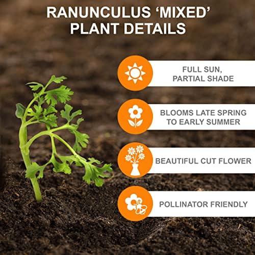 Garden State Bulb Ranunculus Mixed Flower Bulbs, 7/8cm, Fall Planting (Bag of 50) - Image 3