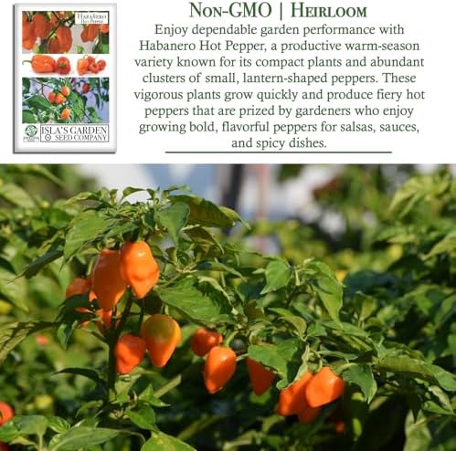 Habanero Hot Pepper Seeds (Capsicum chinense) – 25+ Heirloom Non-GMO Seeds by Isla’s Garden Seeds, Fiery Lantern-Shaped Peppers for Salsa & Hot Sauce, Productive Warm-Season, Bold Flavor for Cooking - Image 3