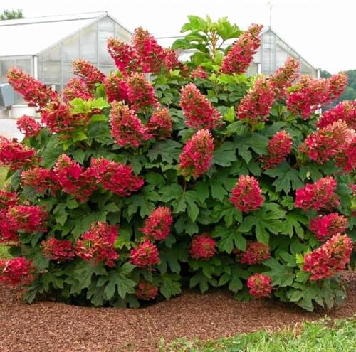Ruby Hydrangea Live Plant, Hydrangea Tree Shrub in Pot, 6-12 Inc Tall - Image 3