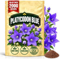 Blue Balloon Flower Seeds for Planting, Platycodon grandiflorus, Heirloom Non-GMO Bellflower Seeds, High Germination Blue Perennial Flower for Borders Containers and Cottage Gardens, 2000 Count by WilyFox
