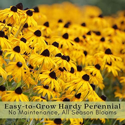 Clovers Garden Black Eyed Susan (Rudeckia) Plants – Two (2) Live Plants – Non-GMO - Not Seeds - Each 4" to 8" Tall – in 4" Inch Pots – Hardy Flowering Perennial, Pollinator Favorite - Image 5