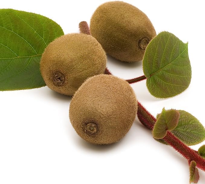 2 Vincent Female Kiwis & 1 Tomuri Male Kiwi | Bundle by Wellspring Gardens - Image 6