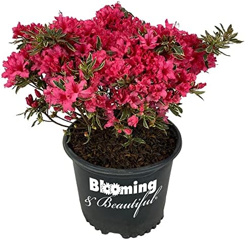 Arctic Rose Azalea, Live Evergreen Flowering Shrub, 3 Gallon by BloomingBeautiful
