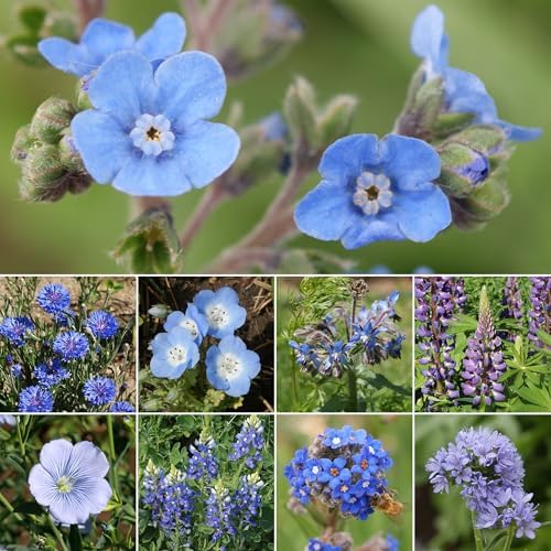 Ferry-Morse Blue Bulk Wildflower Seeds, 100,000+, 1 lb - Image 2
