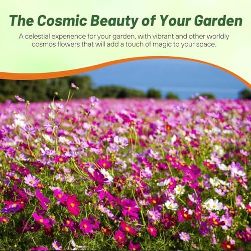 Outsidepride Sensation Mix Cosmos Bipinnatus Seeds - 1000pcs Annual, Drought-Tolerant, Self-Sowing, Mixed Flower Seeds for Planting Outdoors, Easy-Grow Pollinator Garden & Cut Flowers (AAS Winner) - Image 3