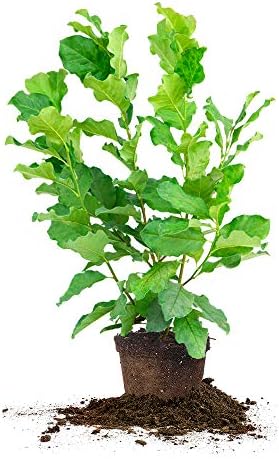 Perfect Plants Ann Magnolia Tree, 1 Gallon, Live Plant by PerfectPlantsNursery