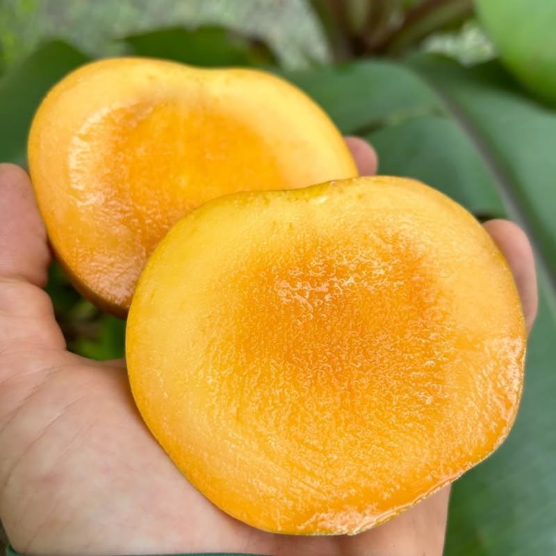 Yellow Mango Tree Live Plant, Tropical Fruit, 3 Gallon Pot - Image 3
