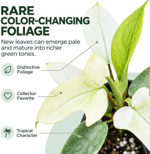 Philodendron Florida Ghost Live Plant - Rare Indoor Foliage House Plant - Image 2