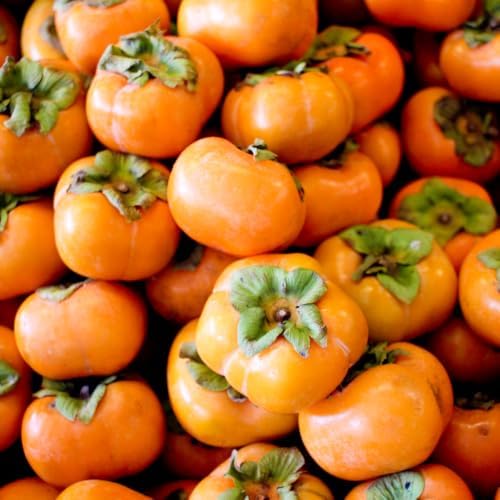 American Persimmon Tree Live Plants, 6-12" Tall Well Rooted in Quart Pot, Cold-Hardy American Native Fruit Tree, Dormant Plant (No Ship to CA) - Image 4