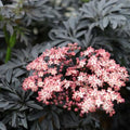 Proven Winners Laced Up Elderberry (Sambucus nigra) Live Plant, 4.5" Qt by ProvenWinners