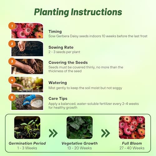 Outsidepride Bicolor Mix Gerbera Seeds - 20 Pcs Perennial, Compact & Low Maintenance, Flower Seeds for Planting w/Vibrant Mixed Blooms, Ideal for Garden Landscaping & Cut Flower Arrangements - Image 5