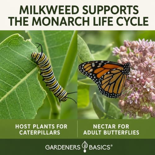 Gardeners Basics Milkweed Seeds for Monarch Butterflies, 4 Native Varieties - Image 4
