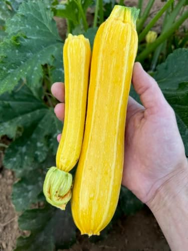 Goldini II Zucchini Seeds for Planting: 20 Count - Image 4