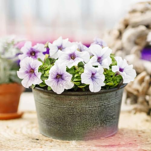 Eden Brothers Petunia Seeds - Silver Blue - Image 5