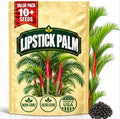 Premium Lipstick Palm Tree Seeds – 10 Seeds – Palm Tree Seeds for Planting (Cyrtostachys Renda) Tropical Red Trunk Ornamental Palm for Outdoor Growing & Containers by WilyFox
