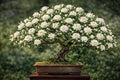 Sweetbay Magnolia Bonsai Tree Plant for Growing - 12-18 Inches Tall Rooted Plant - Ready to Train, No Pot Included by CZGrain