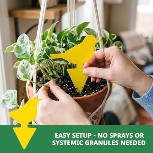Kate's Home & Garden 36 Count Fruit Fly Traps for Indoors and House - Image 5