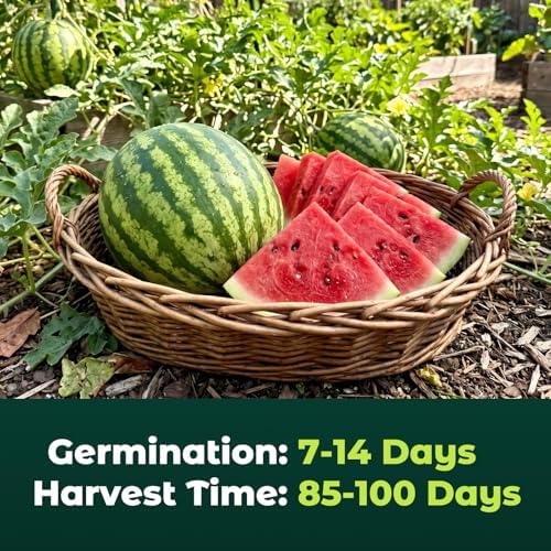 40 Heirloom Crimson Sweet Watermelon Seeds for Planting – Large Sweet Melon, High Germination, Fast-Growing, Ideal for Home Garden & Field - Image 4
