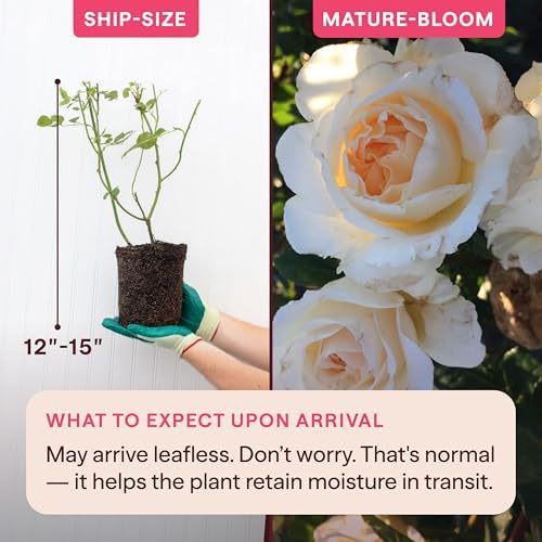 Heirloom Floribunda Roses, Live Own Root Plant, Irish Hope™ - Image 2