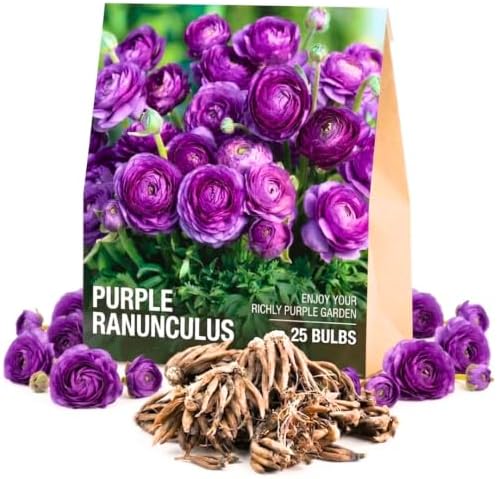25 Purple Ranunculus Bulbs for Planting, Peony Perennial Flower by AVERAR