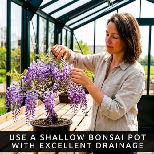 Wisteria Live Plants 1–2 Ft Tall – Flowering Wisteria Vine (Wisteria Floribunda) – Fast Growing Climbing Plant for Garden, Trellis, Pergola & Bonsai Training (5 Plants) - Image 5