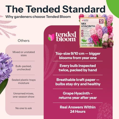 12 Mix Hyacinth Flower Bulbs Cotton Candy Mixture Hyacinthus - Image 7