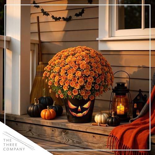 Chrysanthemum (Jack O' Lantern Deco Pot), Orange Blooms, Live Fall Flowering Perennial, 15" Tall by 12" Wide in 3 Qt Pot - Image 7