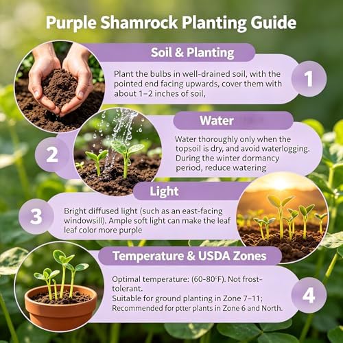 10 Bulbs Oxalis Triangularis, Purple Shamrocks Flowers for Home Garden Indoor Outdoor Planting, Easy Care - Image 6