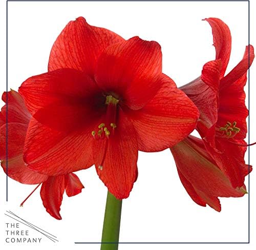 Waxed Amaryllis Bulb - Decorative Grey Sweater, Red Blooms - Easy Care - No Watering Needed! - Image 2