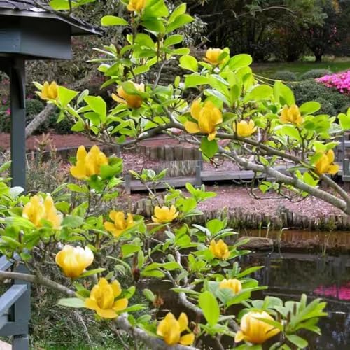 Yellow Magnolia Tree Plant Live, 6-12 Inch Tall, 2.5 Inch Pot - Image 3