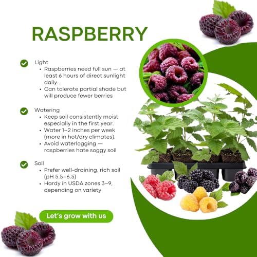 2 Purple Thornless Raspberry Plants Live, Sweet Edible Berry Bush, 4-9" - Image 5