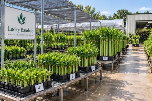 6" Lucky Bamboo Live Plants – Indoor Water or Soil Growing – Feng Shui Good Luck Plants-8 Stalks - Image 5