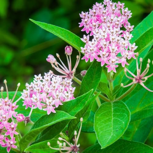 2 Pink Milkweed Live Plants, Flowering Plant, 4-7 Inch Tall - Image 7