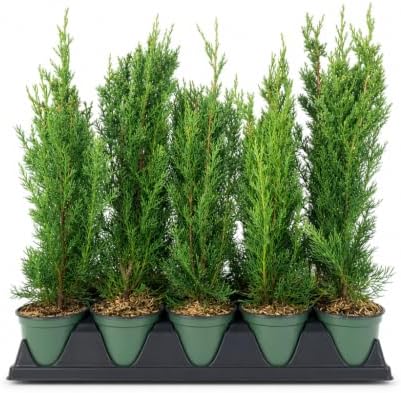Italian Cypress | 5 Large 4 Inch Pots | Cupressus sempervirens | Narrow Evergreen Plants | Tall Privacy Landscaping | Upright Ornamental Outdoor Plant by FloridaFoliage