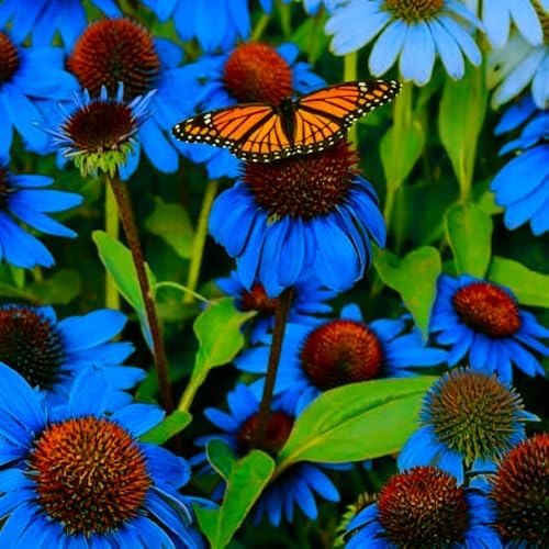 300+ Mixed Color Echinacea Seeds-Perennial Coneflower Seeds-Coneflowers Seed Non-GMO Perennials Plants, Pollinators & Cut Flowers for Garden - Image 6