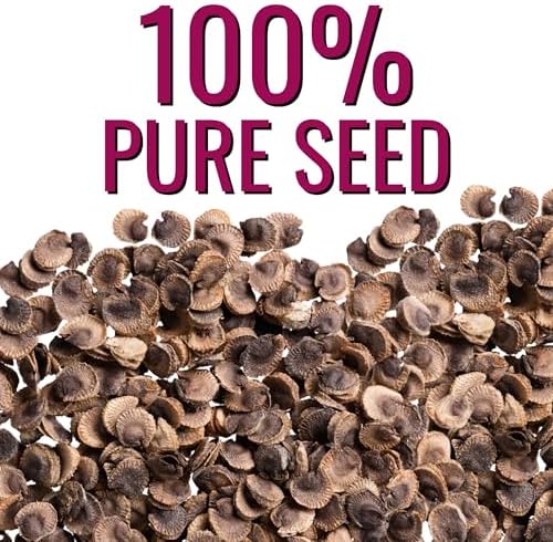 Seed Needs Flower Seeds to Plant Carnival Hollyhock Mix - Bulk Pack - Image 6