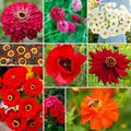 Eden Brothers Big Red Flower Mixed Seeds for Planting, 1 lb, 480,000+ Seeds with Painted Daisy Flame, Zinnia, Red Phlox | Attracts Pollinators, Plant in Spring or Fall, Zones 3, 4, 5, 6, 7, 8, 9, 10 by EdenBrothers