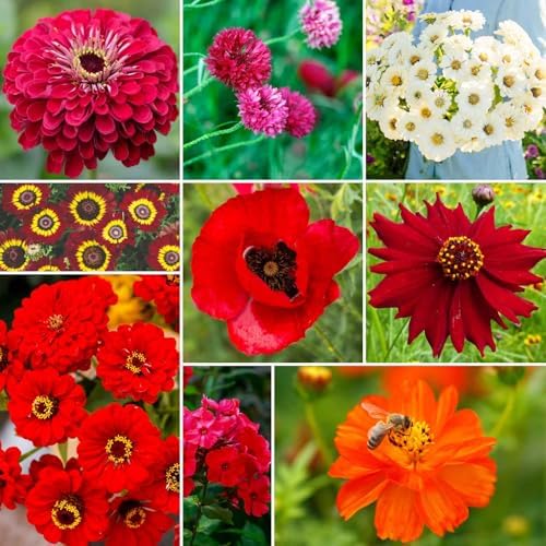 Eden Brothers Big Red Flower Mixed Seeds for Planting, 1 lb, 480,000+ Seeds with Painted Daisy Flame, Zinnia, Red Phlox | Attracts Pollinators, Plant in Spring or Fall, Zones 3, 4, 5, 6, 7, 8, 9, 10 by EdenBrothers