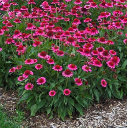 Delicious Candy Coneflower Live Plant – Echinacea purpurea – Fuchsia Pink Pom-Pom Flowers – Hardy Native Perennial – Pollinator Friendly – 2.5 Inch Pot - Image 6