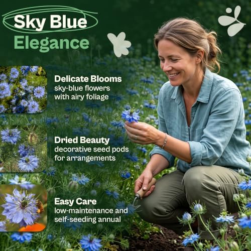 SVI 500 Blue Miss Jekyll Love-in-a-Mist Heirloom Seeds Nigella damascena - Image 3