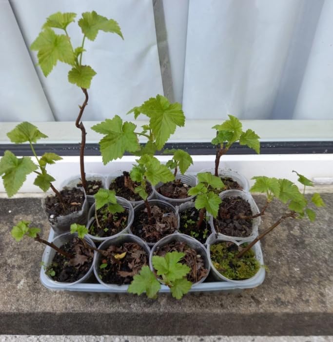 Live Pixwell Gooseberry Plant, Cold Hardy Gooseberry Shrub, Blush Pink Gooseberries Bush Stater Tree, 6-12" Tall - Image 4