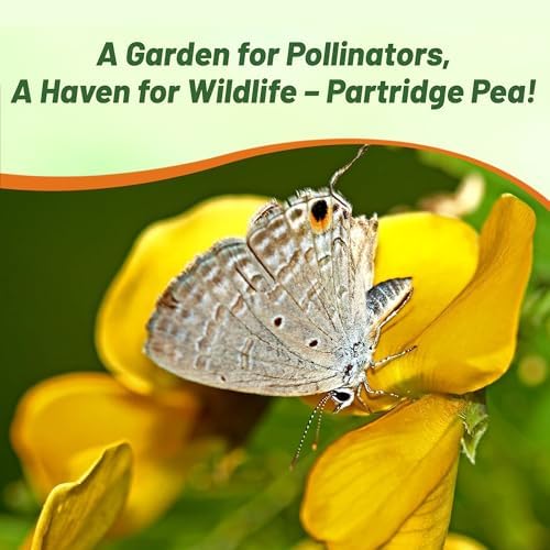 Outsidepride Partridge Pea Seeds - 1000 Pcs. Annual, Drought Tolerant & Fast Growing, Pasture Seeds for Planting Dense Foliage & Large Yellow Blooms for Xeriscaping & Pollinator Gardens - Image 6