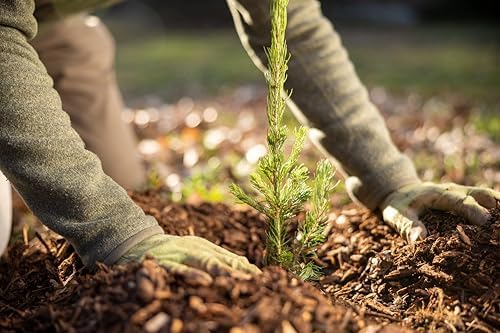 Colorado Blue Spruce Jumbo Tree Plug Seedlings | 12"-18" | Arbor Day Foundation (3-Pack) - Image 6
