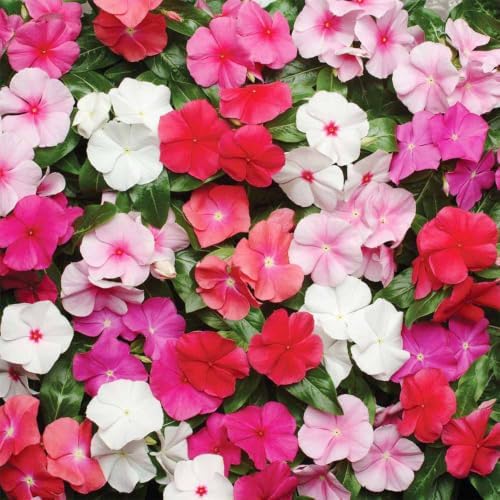 999+ Mix Vinca Periwinkle Flower Seeds for Planting in Home Garden - High Germination Rate, Drought-Tolerant,Low-Maintenance Ground Cover Seeds - Image 4